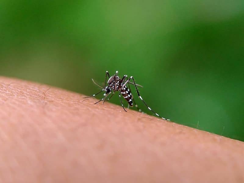 Dengue: o que é, sintomas, transmissão e tratamento