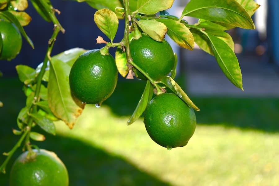 Limões tahiti (verdes) no galho