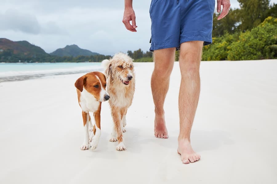 homem caminha na praia com dois cachorros