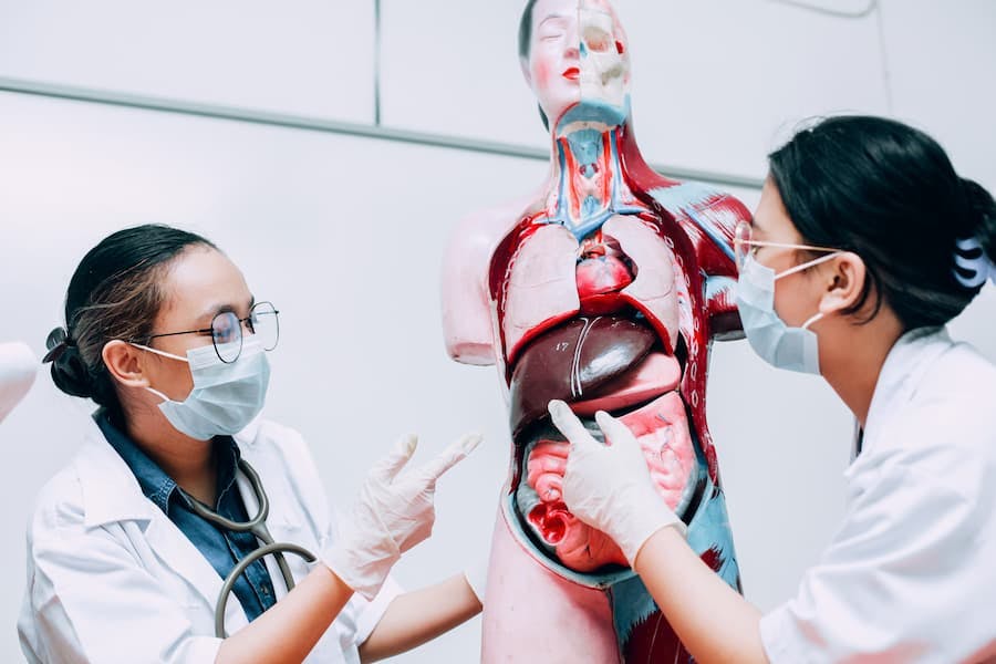 Duas médicas examinam um modelo de corpo humano com órgãos destacáveis
